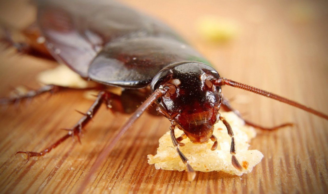 Defeat Cockroaches in Commercial Kitchens  Quality Pest Control
