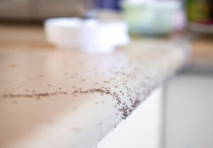 How to Get Rid of Ants in the Kitchen Once and for All - Bob Vila