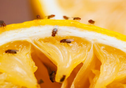 How to Get Rid of Fruit Flies — DIY and Store-Bought Fruit Fly Traps