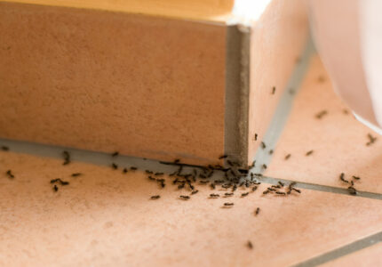 The trick to getting rid of ants for good (it's not a spray) - The
